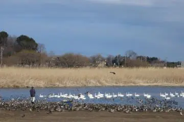 Swan Lake