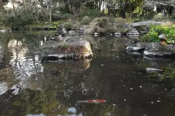 <p>The pond is home to slowly swimming carp</p>