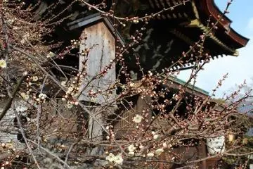 <p>Blossoming plum trees next to the&nbsp;Kitano-Tenmangu&nbsp;main shrine</p>
