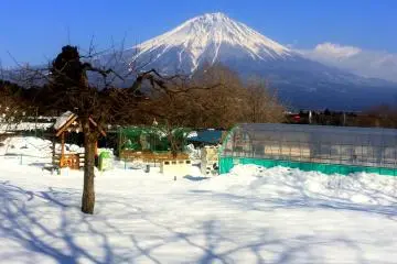 <p>The Asagiri Plateau, located at the foot of Mt. Fuji, is one of Japan's top "dairylands."</p>
