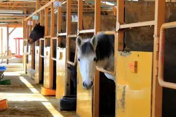 <p>Welcome to the horses and cows' stable where you can freely pet these gentle animals.</p>