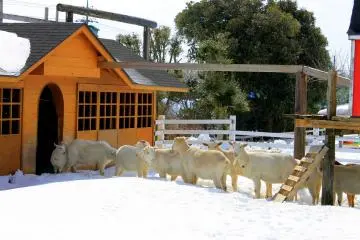 <p>The mountain goats kept still by the snow.</p>