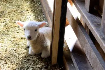 <p>Makaino had a little lamb, little lamb, little lamb. Its fleece was white as snow.</p>