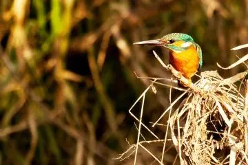 <p>Still Life at its best on the Kamo River</p>