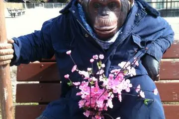 The photo monkey