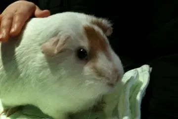 Petting Guinea Pigs