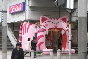 Cats Livin'