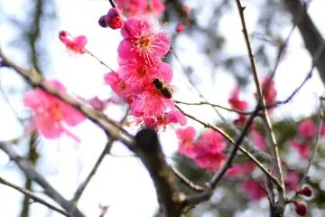 <p>ผึ้งมาเก็บเกี่ยวน้ำผึ้งจากเกสรดอกไม้บาน</p>

<p></p>

<p></p>

<p></p>