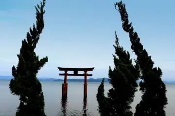 Pohon cemara yang bengkok membingkai torii