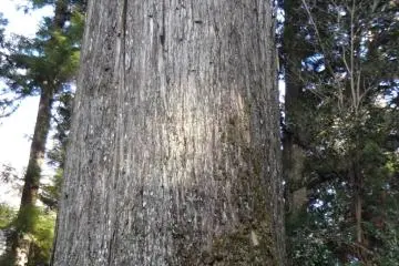One of these special cedar trees (decorated with a sacred straw rope) is believed to be the symbol for an easy delivery when giving birth.