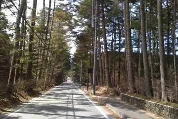 <p>나무거리</p>