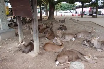 <p>บรรดากวางกำลังพักผ่อน</p>