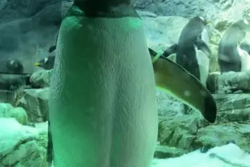 <p>เพนกวิน ยืนตรงเคารพธงชาติ</p>