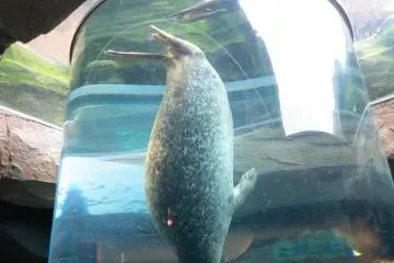 <p>ท่อดำน้ำของพยูน</p>