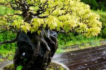 <p>ต้นเมเปิลที่โตบนหินจนปกคลุมหินเกือบหมด</p>

<p></p>