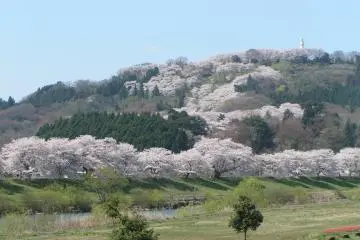 <p>Cherry blossom-covered hills</p>