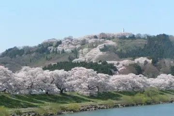 1000 Cherry Trees at a Glance