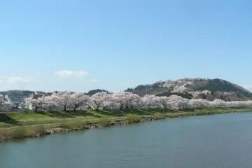 <p>Amazing view of Shiroishi River and 1000 cherry trees at a glance &nbsp;</p>