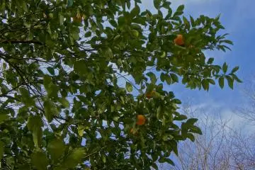 <p>The Third Daiba has many orange trees and fruits growing in the wild, a rare sight in Tokyo.</p>