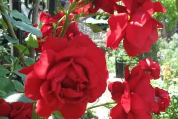 <p>กุหลาบงามแห่งสวนชิโรอิ โคอิบิโตะ</p>
