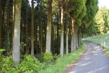 <p>ทางเดินขนานไปกับป่าต้นซีดาร์</p>

<p></p>

<p></p>