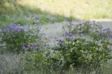 <p>ดอกไม้ป่าสีม่วงที่สวยงามนี้ถูกเรียกว่า renge ในญี่ปุ่น หรือ milkvetch (Astragalus sinicu) ในจีน</p>

<p></p>

<p></p>