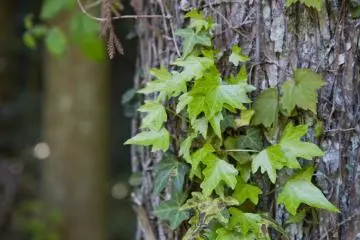 <p>ไม้เลื้อย (ivy) ไต่ลำต้นของต้นไม้</p>

<p></p>

<p></p>
