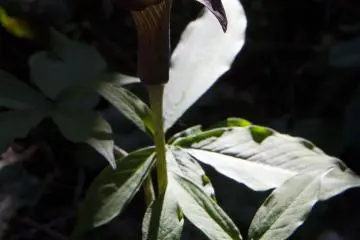 <p>พันธุ์นี้ของตระกูล&nbsp;Araceae genus คล้าย&nbsp;Jack-in-the-pulpit ในอเมริกาเหนือ</p>

<p></p>

<p></p>