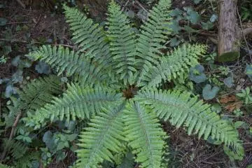 <p>ต้นเฟิร์นที่น่าสนใจนี้น่าจะเป็น&nbsp;Polystichum polyblepharum</p>

<p></p>

<p></p>