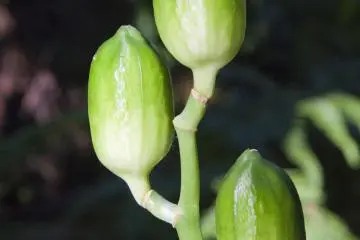 <p>พืชประหลาดนี้มีก้านที่โล้นและสูงกว่า 1 เมตรอีก</p>

<p></p>