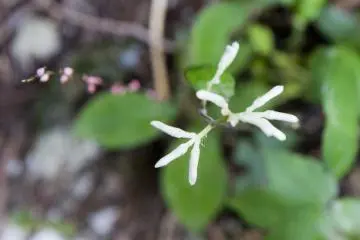 <p>ดอกไม้อันบอบบางที่บานในฤดูใบไม้เปลี่ยนสีอยู่ที่นี่</p>

<p></p>