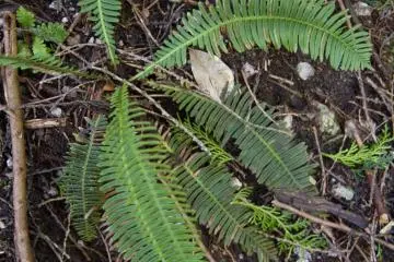 <p>ต้นเฟิร์นนี้ดูเหมือนจะเป็นต้น deer fern ของญี่ปุ่น Blechnum nipponicum (shishigashira)</p>

<p></p>