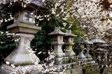 <p>Stone lanterns and white plum blossom</p>