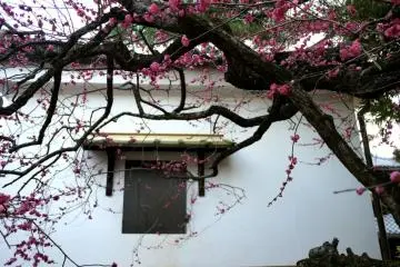 <p>Plum blossom in front of a small window &nbsp;</p>