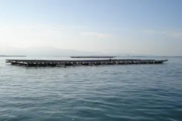 oyster harvesting