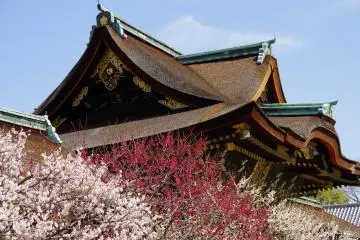 <p>Plum blossoms of Kitano Tenman-gu Shrine</p>