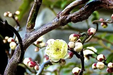 <p>Greenish-white flowers</p>