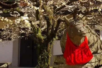 <p>These cattle also looked very happy under the beautiful plum blossoms</p>