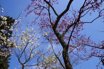 <p>A great variety of colors and sizes of flowers were contested with one another</p>
