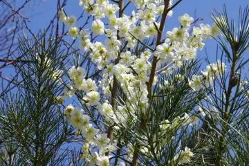 <p>Pine needles and white plum blossoms</p>