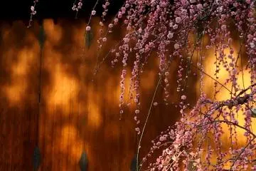 Mekarnya Plum di Jonan-gu Kyoto 2027