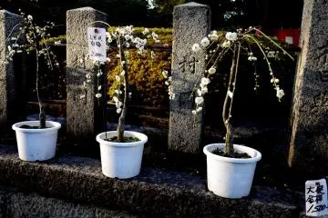 Anda bisa membeli bonsai plum Anda sendiri!