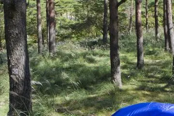 La tente est installée sous la canopée d'akamatsu