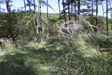스스키는 널리 퍼지고 문화적으로 중요하며 꽤 아름다운 가을 풀이다