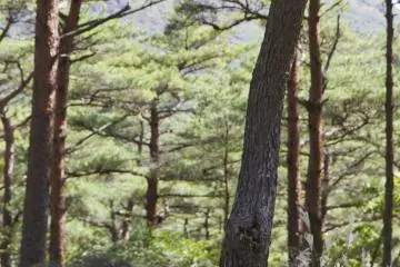 기리시마 일본 붉은 소나무 또는 아카 마츠는 우아한 쉼터를 제공한다. 나무 몸통을 가까이서 보면 독특한 빨간 껍질을 보게 될 것이다