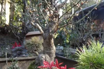 Bonsai, which are potted dwarf trees, were also being raised with tender loving care.