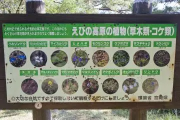<p>ดอกไม้ตามฤดูกาลที่ Ebino Kogen</p>

<p></p>

<p></p>