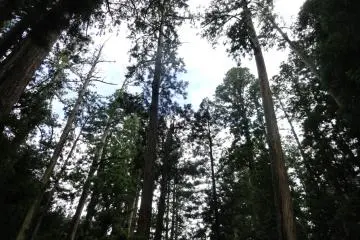 <p>Tall cedars abound at Koyasan</p>