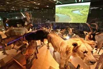 <p>"Animals of the Earth" ห้องที่จัดแสดงเหล่าสัตว์เลี้ยงลูกด้วยนมและสัตว์ปีกจากทั่วมุมโลก</p>