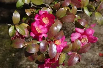 <p>Vivid pink camellias</p>